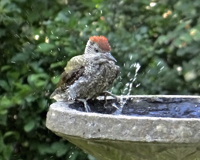 green woodpecker
